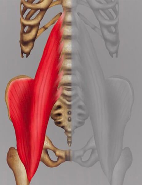Posturepro Physio Adelaide Psoas Musel Pic PosturePro Physiotherapy Adelaide illustration of SOAZ muscle treatment area for back pain